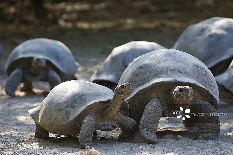 加拉帕戈斯群岛内格拉火山伊莎贝拉岛的巨型海龟图片素材