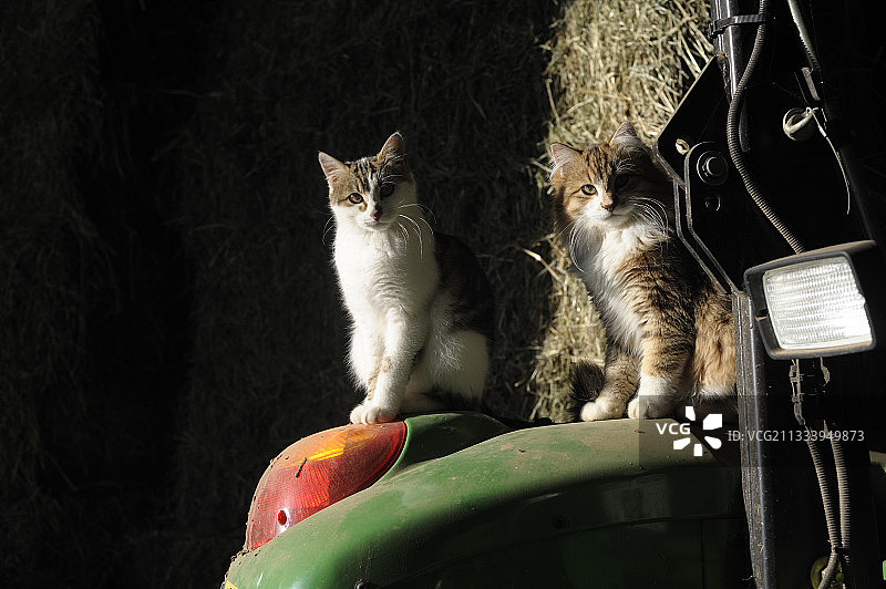 法国农场：坐在拖拉机上的猫咪图片素材