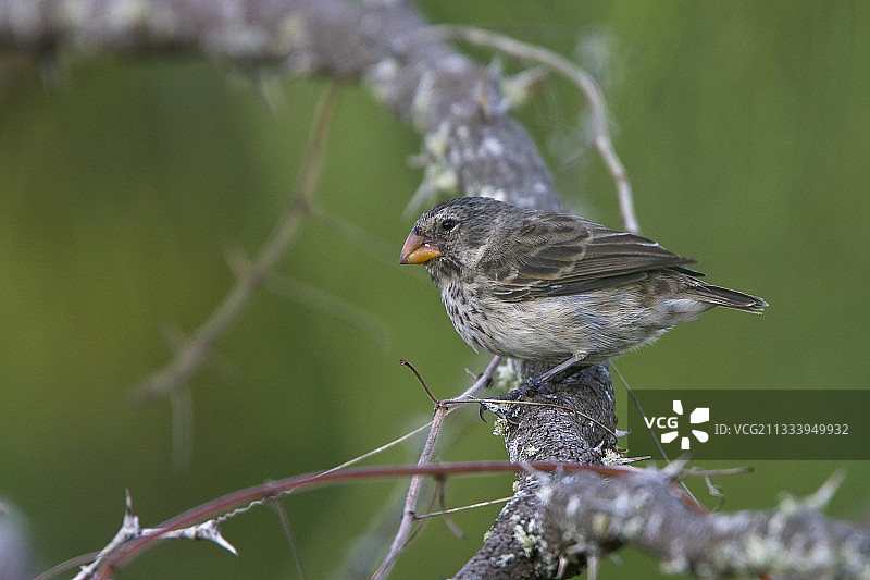 加拉帕戈斯群岛中地雀栖息在树枝上图片素材