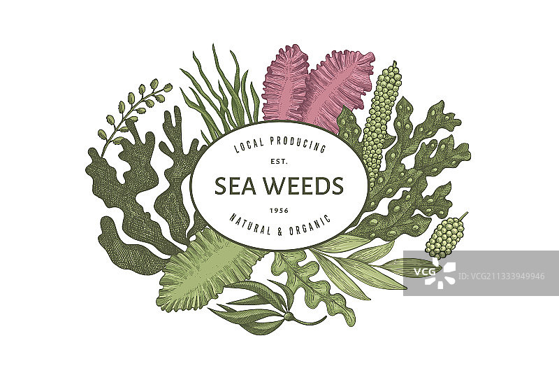 手绘海藻设计模板图片素材