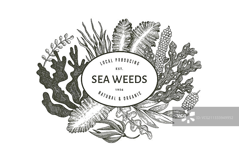 手绘海藻设计模板图片素材