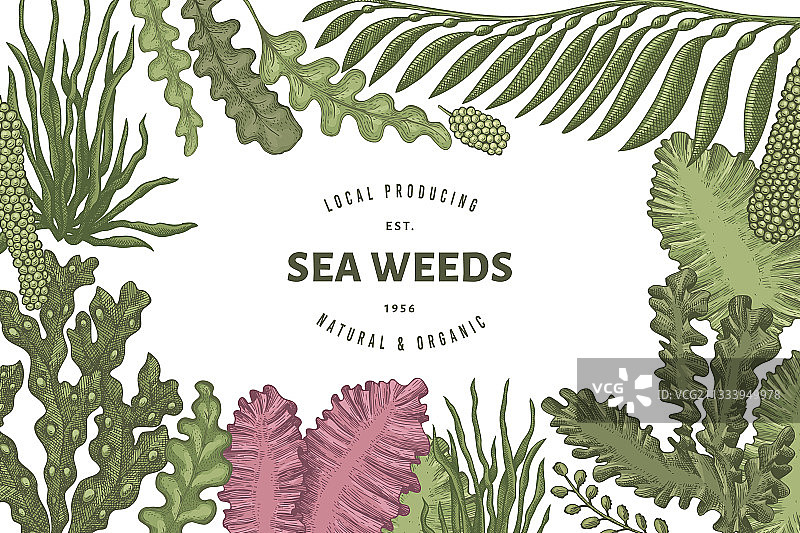 手绘海藻设计模板图片素材