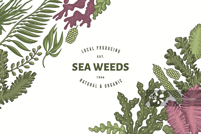 手绘海藻设计模板图片素材