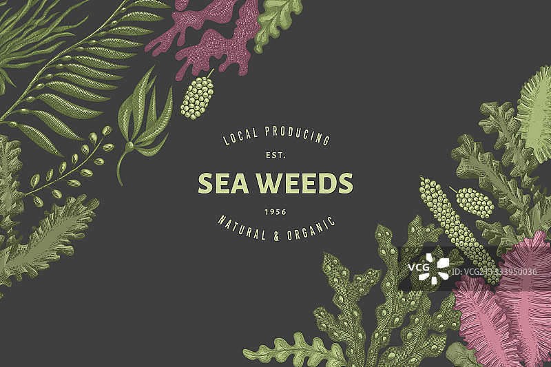 手绘海藻设计模板图片素材