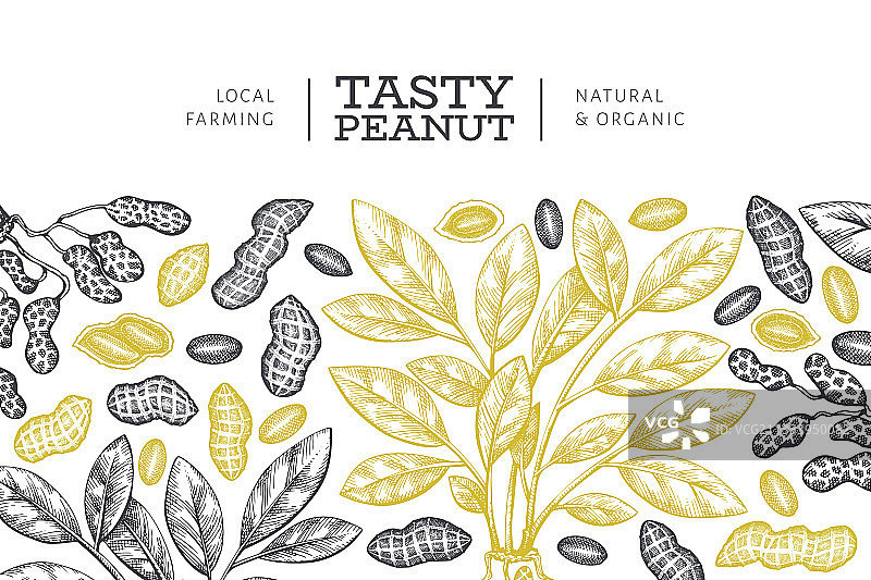 手绘花生枝干及果仁设计图片素材
