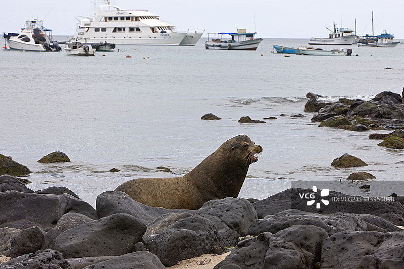 加拉帕戈斯群岛的海狮图片素材