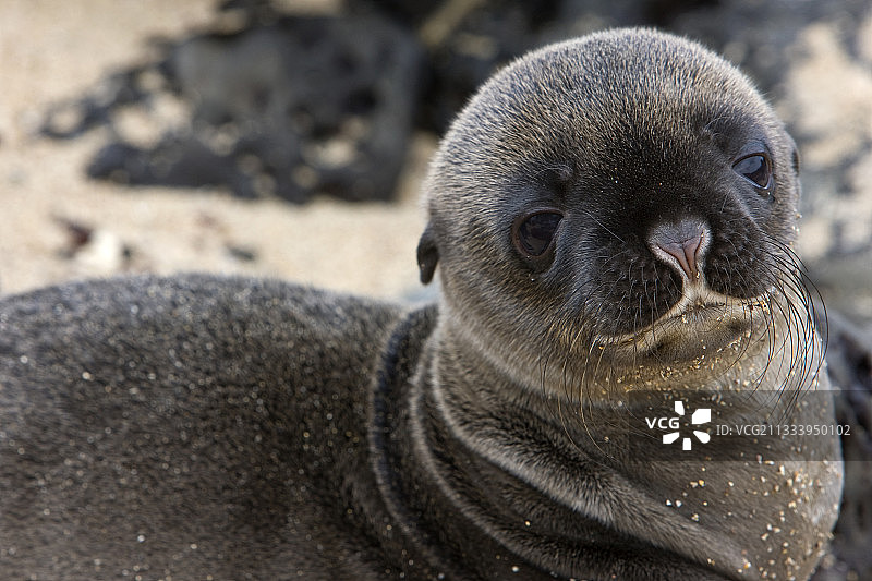 加拉帕戈斯群岛年轻海狮的肖像图片素材