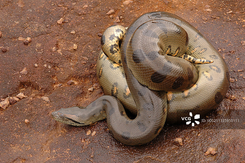 圭亚那地面上的水蟒图片素材