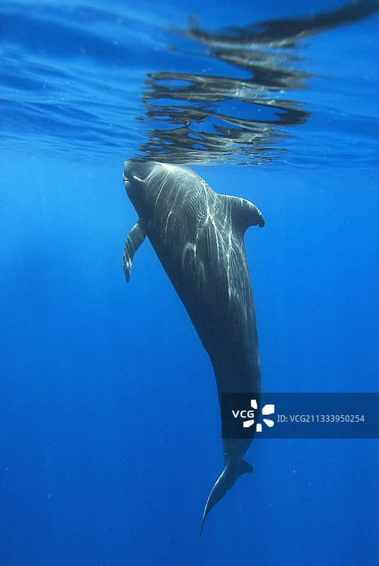 幼年领航鲸在水面附近图片素材