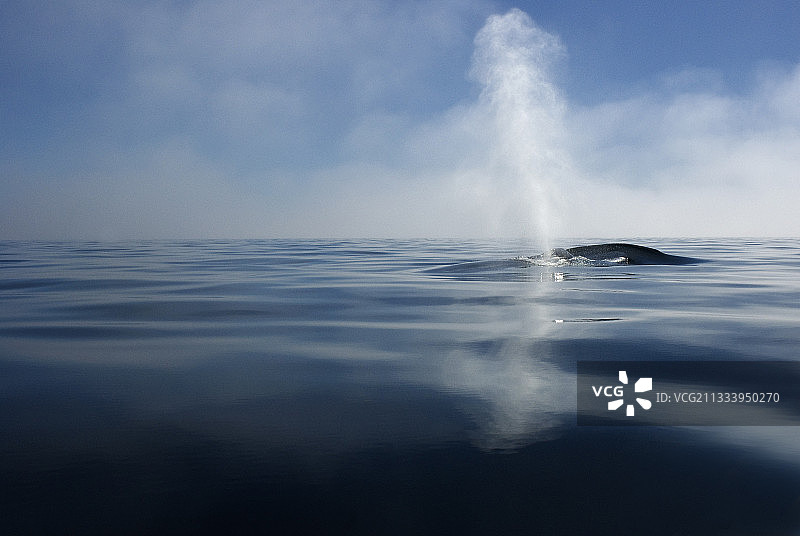科尔特斯海的蓝鲸在雾中喷水图片素材