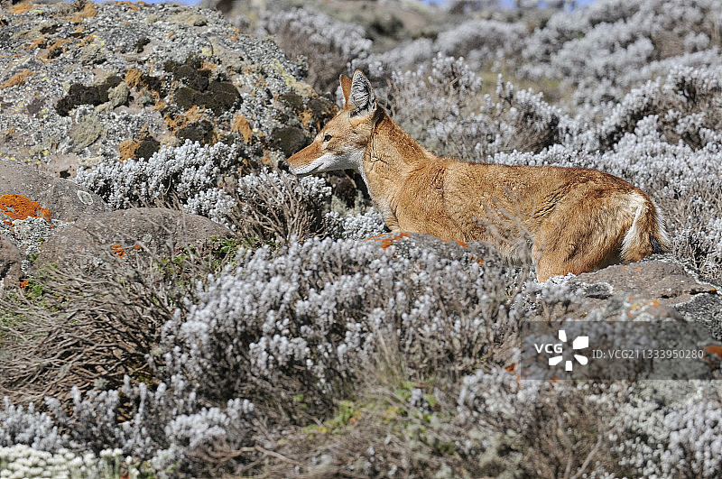 埃塞俄比亚狼在埃塞俄比亚巴莱山脉休息图片素材