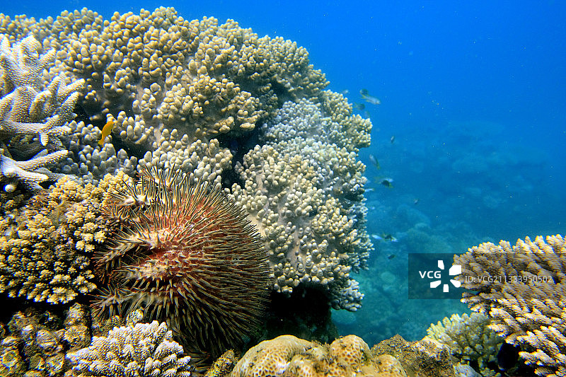 珊瑚被长棘海星吞噬（马约特岛）图片素材