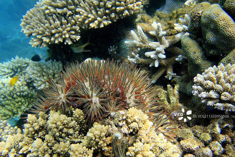 珊瑚被长棘海星吞噬（马约特岛）图片素材