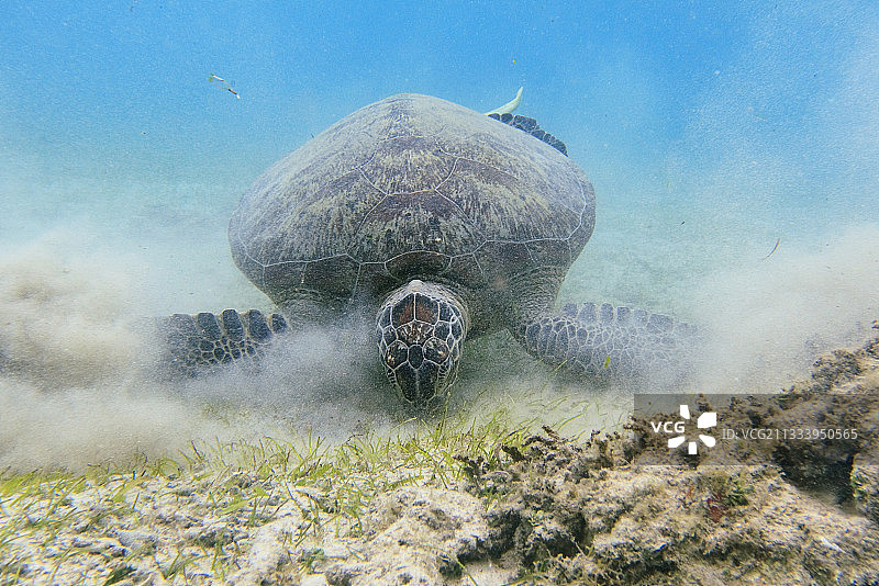 绿海龟在马约特植物标本室中图片素材