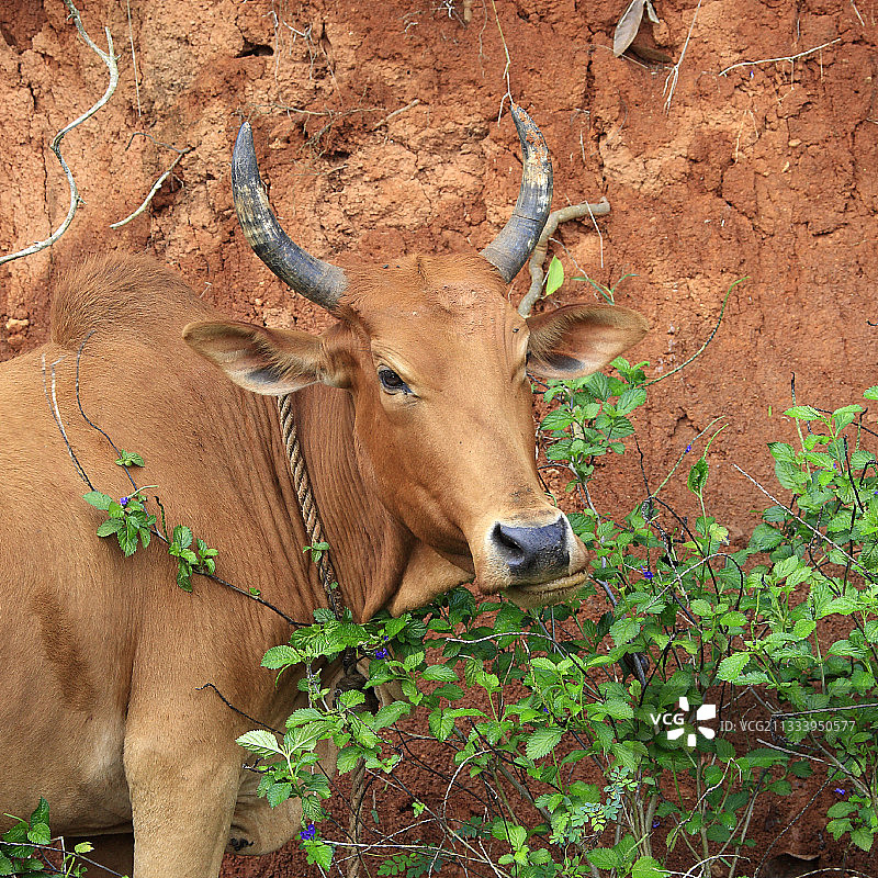 马约特岛雌性瘤牛画像图片素材