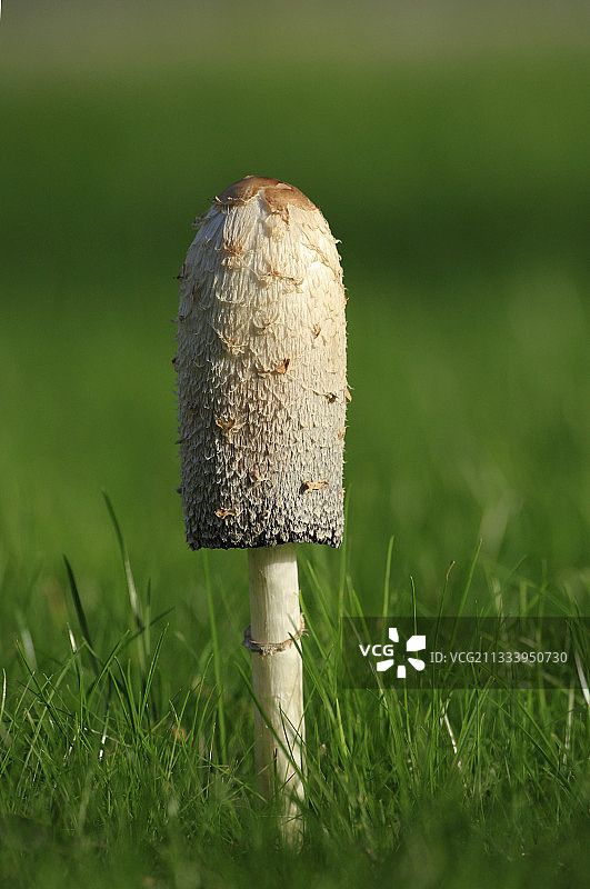 沃克吕兹草坪上的鬼伞图片素材