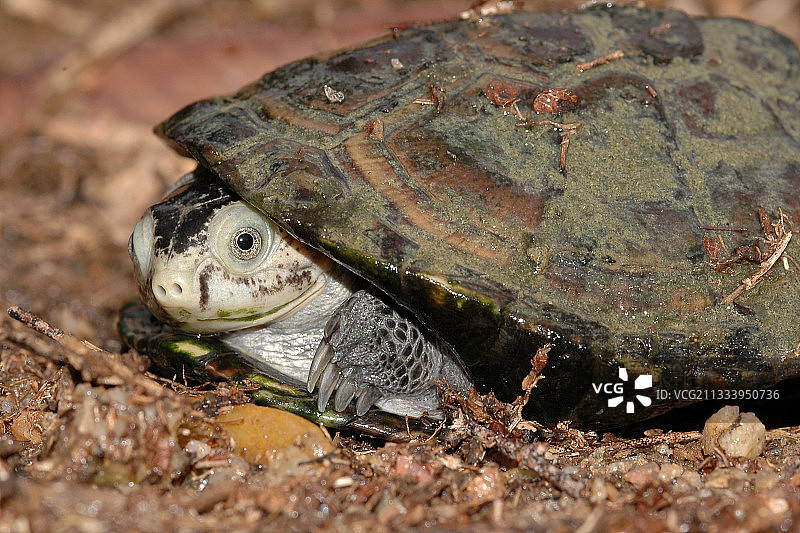 注视东非的东非黑泥龟图片素材