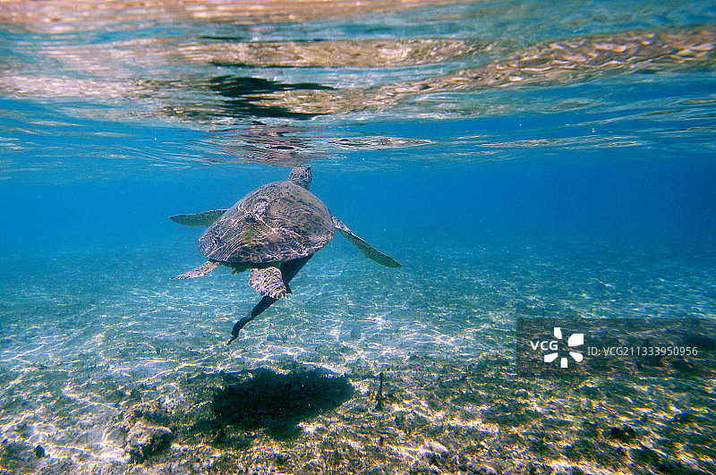 绿海龟在马约特岛水面呼吸图片素材