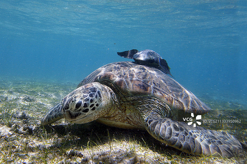 绿海龟在马约特的植物标本室中吃草图片素材