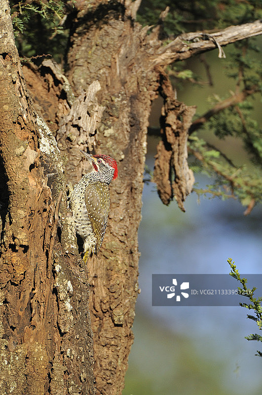 埃塞俄比亚亚贝洛绿背啄木鸟（雄性）图片素材