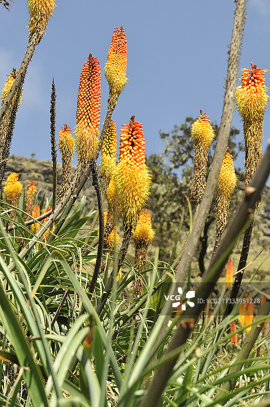 埃塞俄比亚西门国家公园盛开的火把花图片素材