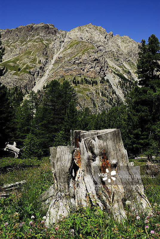 法国阿耶斯阿尔卑斯山脚下的树桩图片素材