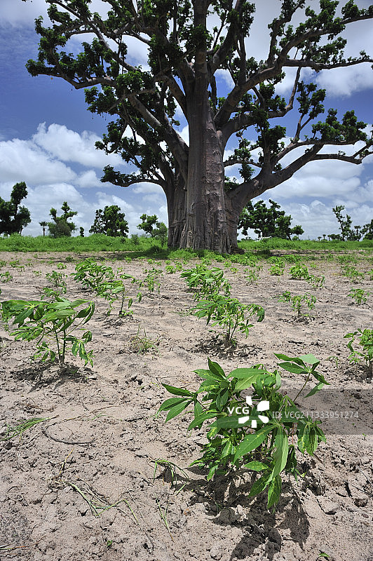 猴面包树下的塞内加尔文化图片素材