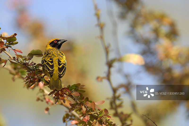 留尼汪岛上的拉亚德织布鸟图片素材