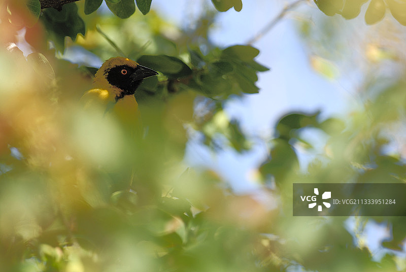 留尼汪岛的拉氏织雀图片素材