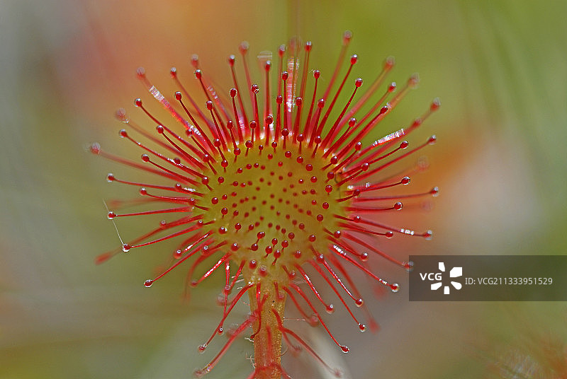 阿尔萨斯茅膏菜图片素材