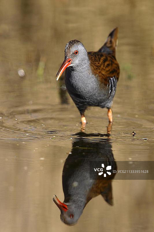 水レール 在水中寻找食物图片素材