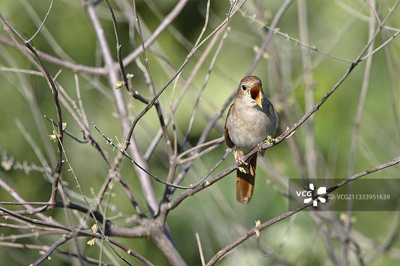 红棕色夜莺在希腊的树枝上歌唱图片素材