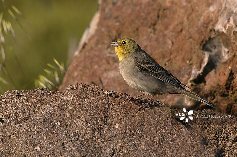伫立于石头上的灰头鹀，希腊图片素材