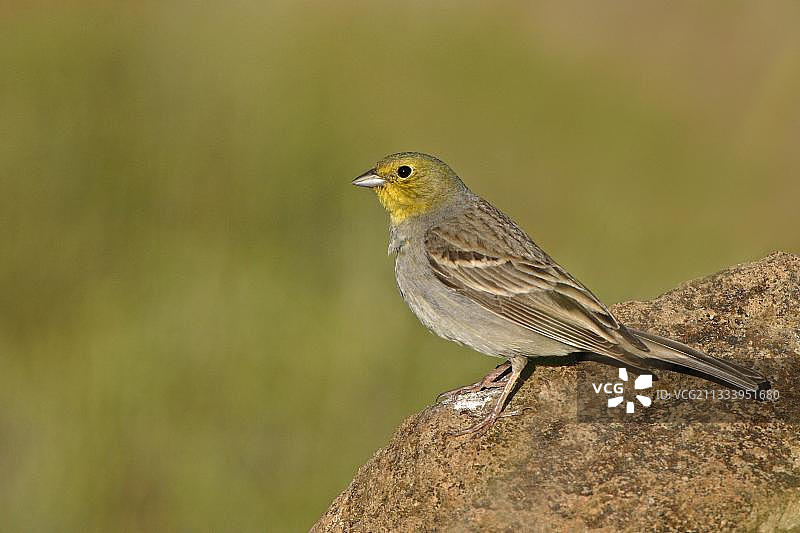 伫立于石头上的灰头鹀，希腊图片素材