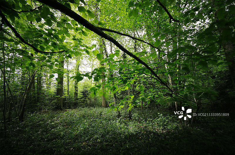 诺曼底的矮树丛图片素材