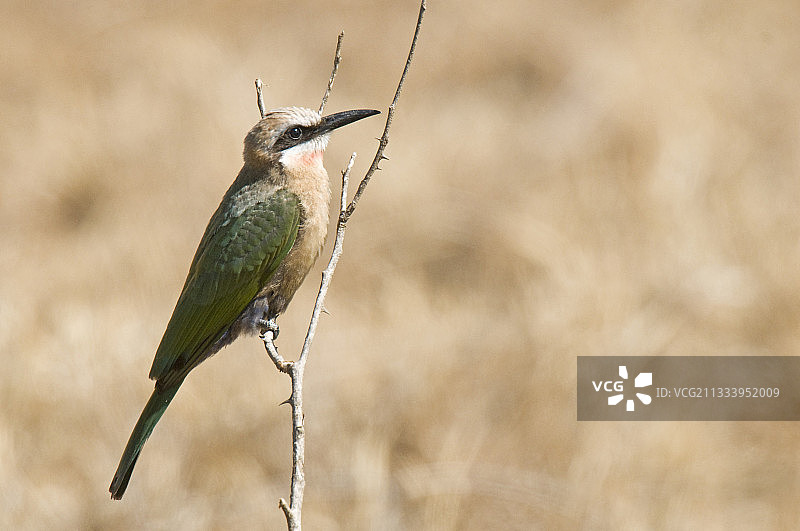 白额蜂虎鸟站在肯尼亚火山口湖的分枝上图片素材