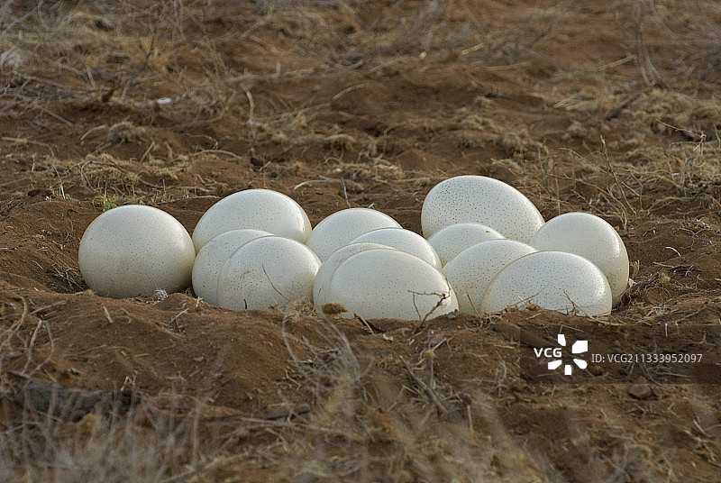 肯尼亚桑布鲁的鸵鸟蛋图片素材