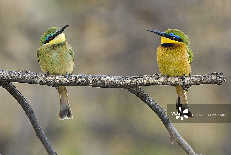 肯尼亚桑布鲁成年蜂虎附近的幼蜂虎图片素材