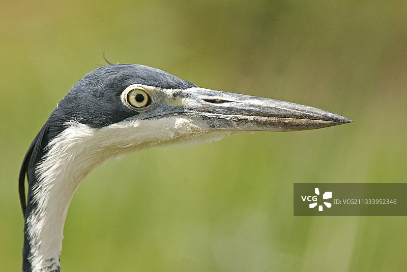 肯尼亚山黑头鹭肖像图片素材