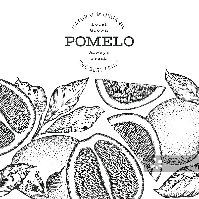 手绘风格有机柚子banner图片素材