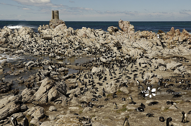 南非的企鹅群图片素材