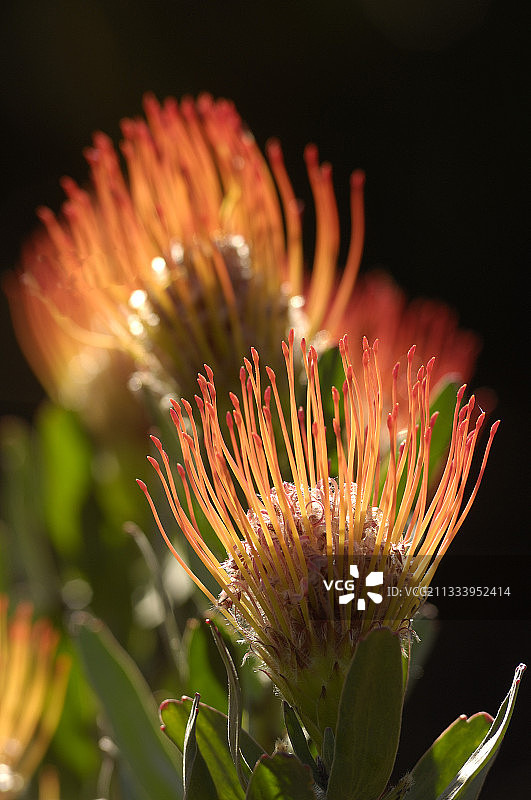 南非的针垫花图片素材