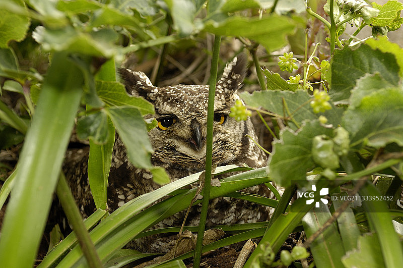 斑点雕鸮栖息在南非植物上图片素材