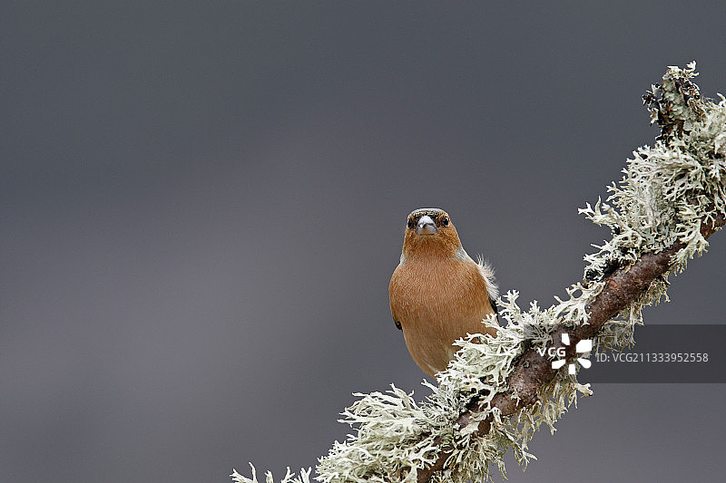 苏格兰树枝上的雄性苍头燕雀图片素材