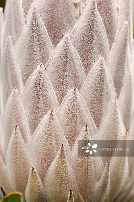 普洛蒂之王花卉特写，南非图片素材