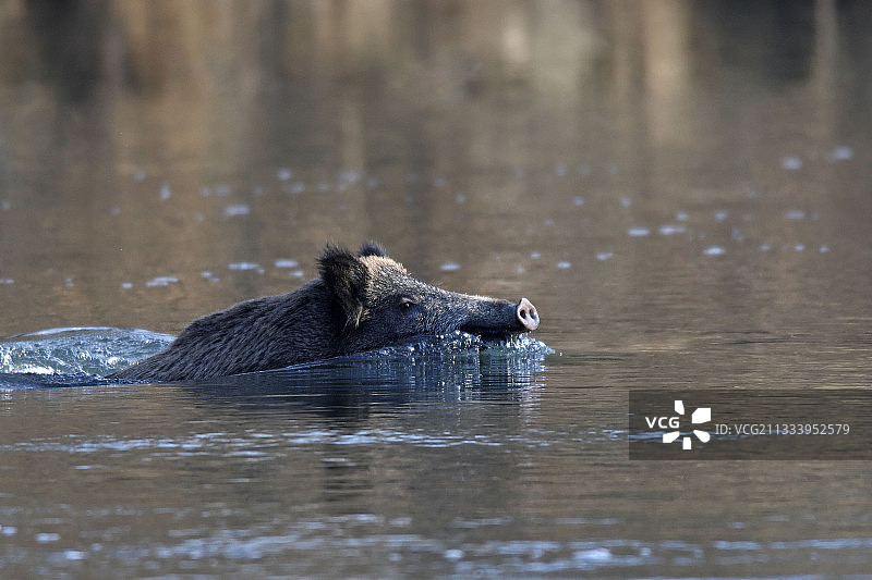 野猪在法国马肯海姆过河图片素材