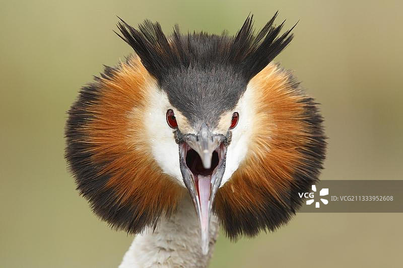凤头䴙䴘鸣叫头部特写图片素材