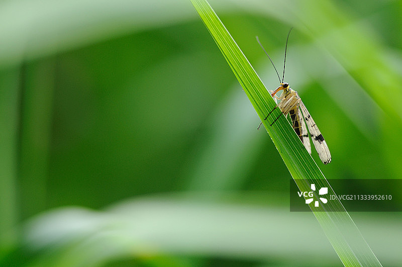 普通蝎蛉停在诺曼底的草叶上图片素材
