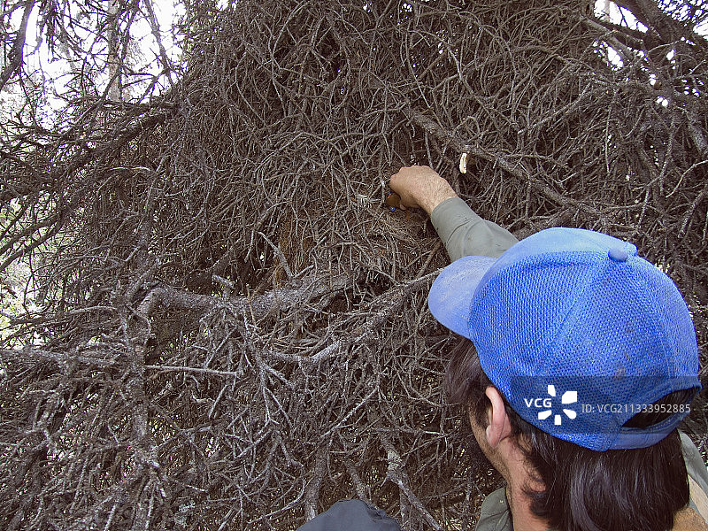 人物：瑞安·泰勒。加拿大生物学家自1987年以来一直在研究育空地区的红松鼠。他们最近发现，红松鼠不仅可以通过身体和行为上的调整，还可以通过基因改变来适应全球变暖。这一惊人的发现与进化论相符，进化论认为生物体通过自然选择适应环境变化。图片素材