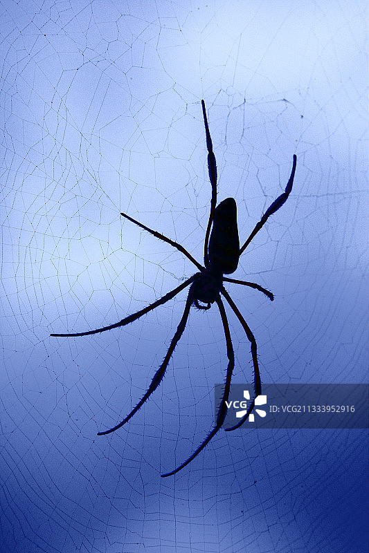 马约特科摩罗群岛的园蛛图片素材